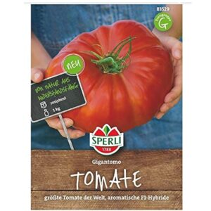 Gigantomo F1 Tomato طماطم مهجنة العملاقة