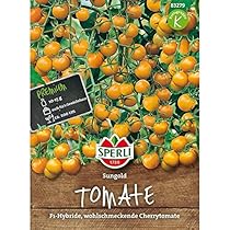 Sungold F1 Tomato طماطم سن قولد المهجنة