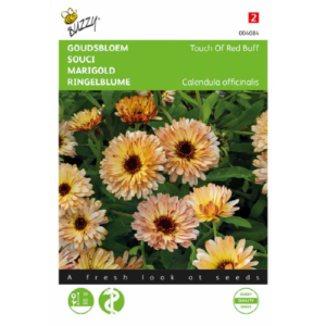 Touch Of Red Buff Marigold ماريغولد بيضاء مطعمة بالأحمر
