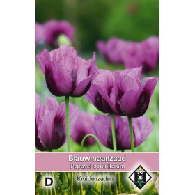 Soft Purple Poppy أقحوان بنفسجية ناعمة