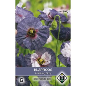 Poppy Amazing Grey أقحوان رمادي-بنفسجي