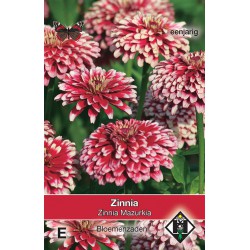 Zinnia Mazurkia زينيا مازوركيا